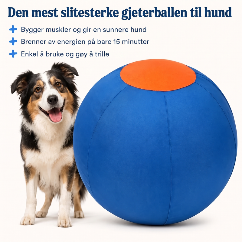 Tasskliv – Aktivisering for energiske hunder